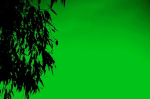 Kirrawee Sunrise Silouhette - courise green hueweb.JPG